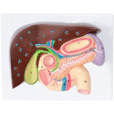 Liver with Gallbladder, Pancreas and Duodenum